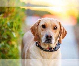 Spanador Dogs for adoption in El Cajon, CA, USA