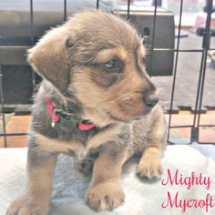 Mutt Dogs for adoption in Cushing, OK, USA