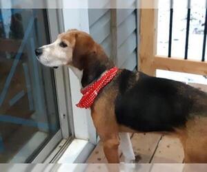 English Foxhound Dogs for adoption in Ontario, Ontario, Canada