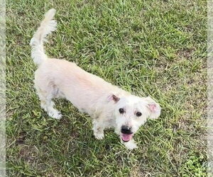 Maltese Dogs for adoption in Sanford, FL, USA