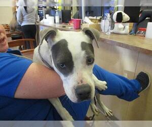 American Pit Bull Terrier Dogs for adoption in Ocala, FL, USA