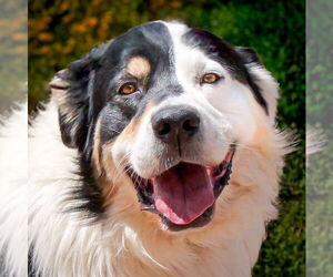 Australian Shepherd-Great Pyrenees Mix Dogs for adoption in Albuquerque, NM, USA