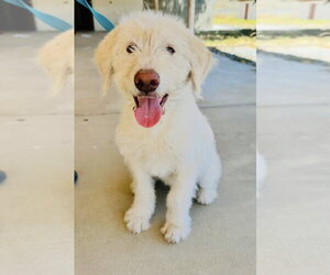 Labrador Retriever-Unknown Mix Dogs for adoption in Dana Point, CA, USA
