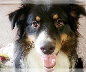 Australian Shepherd Dogs for adoption in Ames, IA, USA