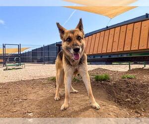 German Shepherd Dog Dogs for adoption in Orange, CA, USA
