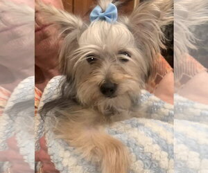 Shih Tzu-Unknown Mix Dogs for adoption in Santa Clarita, CA, USA