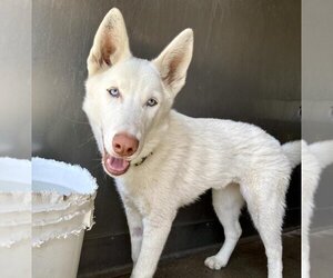 Siberian Husky Dogs for adoption in San Bernardino, CA, USA