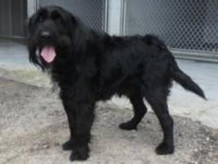 Cocker Spaniel-Welsh Terrier Mix Dogs for adoption in Seguin, TX, USA