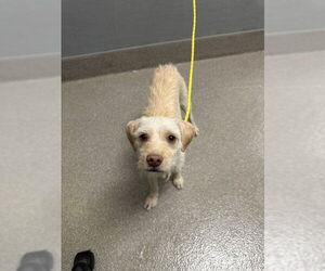 Mutt Dogs for adoption in Las Vegas, NV, USA