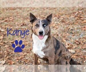 Catahoula Leopard Dog-Unknown Mix Dogs for adoption in Redfield, AR, USA