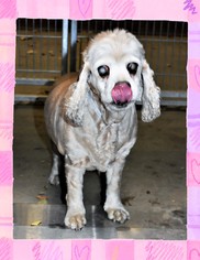 Cocker Spaniel Dogs for adoption in San Jacinto, CA, USA