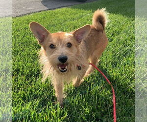 Irish Terrier Dogs for adoption in Newport Beach, CA, USA