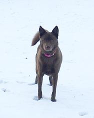 Chow Chow-German Shepherd Dog Mix Dogs for adoption in McDonough, GA, USA