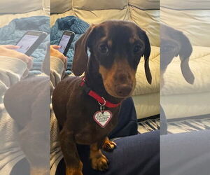 Dachshund Dogs for adoption in Shelbyville, TN, USA
