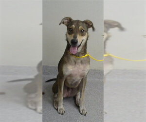 German Shepherd Dog-Unknown Mix Dogs for adoption in Pasadena, TX, USA