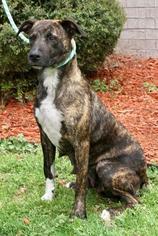 Plott Hound Dogs for adoption in Little Rock, AR, USA