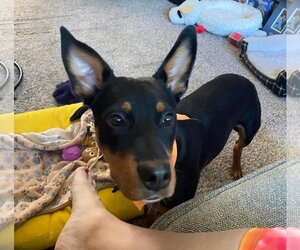 Doberman Pinscher-Unknown Mix Dogs for adoption in Bellevue, WA, USA