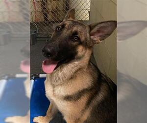 German Shepherd Dog Dogs for adoption in Woodland, CA, USA