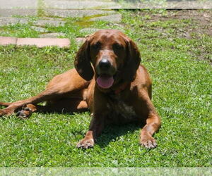 Coonhound Dogs for adoption in Virginia Beach, VA, USA