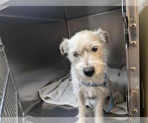 Mutt Dogs for adoption in Pasadena, CA, USA