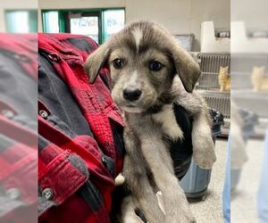 Medium Photo #1 Norwegian Elkhound-Siberian Husky Mix Puppy For Sale in San Bernardino, CA, USA
