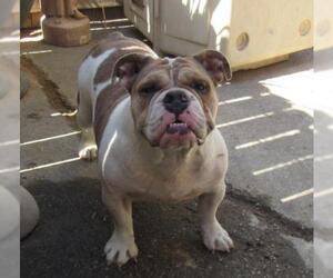 Bulldog Dogs for adoption in Apple Valley, CA, USA