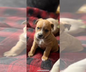 American Pit Bull Terrier-Unknown Mix Dogs for adoption in Hillsboro, MO, USA
