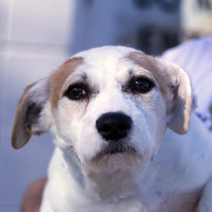 Medium Photo #1 Bichon Frise-Unknown Mix Puppy For Sale in Waco, TX, USA