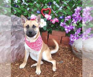 Black Mouth Cur-Unknown Mix Dogs for adoption in Oklahoma City, OK, USA