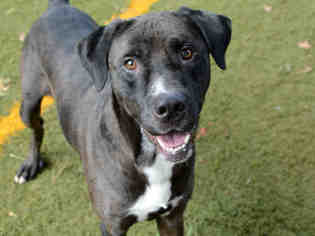 Catahoula Leopard Dog Dogs for adoption in Tallahassee, FL, USA