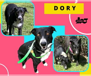 Border Collie-Unknown Mix Dogs for adoption in Lindsay, CA, USA