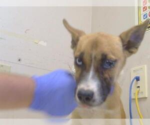 Gerberian Shepsky Dogs for adoption in Sacramento, CA, USA