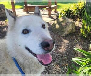 Siberian Husky-Unknown Mix Dogs for adoption in Martinez, CA, USA