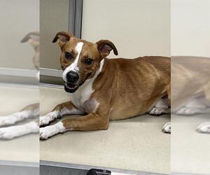 American Pit Bull Terrier-Unknown Mix Dogs for adoption in Palmetto, FL, USA