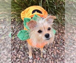 Cairn Terrier Dogs for adoption in Bon Carbo, CO, USA