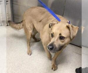 Labrador Retriever Dogs for adoption in Riverside, CA, USA
