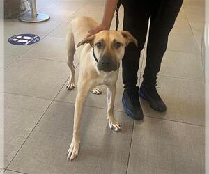 German Shepherd Dog-Unknown Mix Dogs for adoption in Rancho Cucamonga, CA, USA