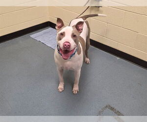 American Pit Bull Terrier-Bull Terrier Mix Dogs for adoption in Denver, CO, USA