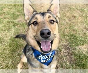 German Shepherd Dog-Unknown Mix Dogs for adoption in Pueblo, CO, USA