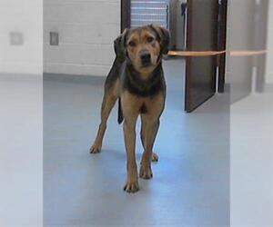 Black and Tan Coonhound-German Shepherd Dog Mix Dogs for adoption in Fayetteville, NC, USA