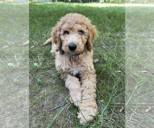 Golden Retriever Dogs for adoption in Marina Del Rey, CA, USA