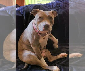 Mutt Dogs for adoption in Wenonah, NJ, USA