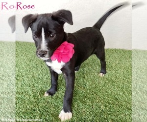 Border Collie-Unknown Mix Dogs for adoption in San Diego, CA, USA