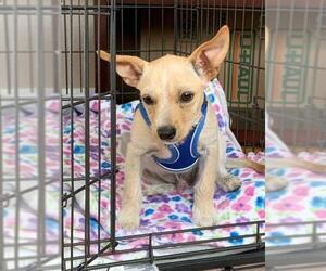 Chiweenie Dogs for adoption in Vallejo, CA, USA