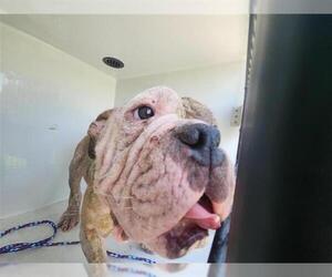 Bulldog-Unknown Mix Dogs for adoption in Houston, TX, USA
