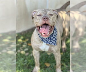 American Pit Bull Terrier-American Staffordshire Terrier Mix Dogs for adoption in Phoenix, AZ, USA