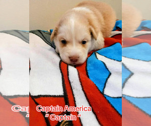 Border Collie Dogs for adoption in Holly Springs, NC, USA