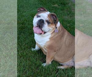 Bulldog Dogs for adoption in Plymouth, MN, USA