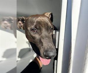 Labrador Retriever Dogs for adoption in Houston, TX, USA