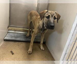 Doberman Pinscher-German Shepherd Dog Mix Dogs for adoption in Sacramento, CA, USA